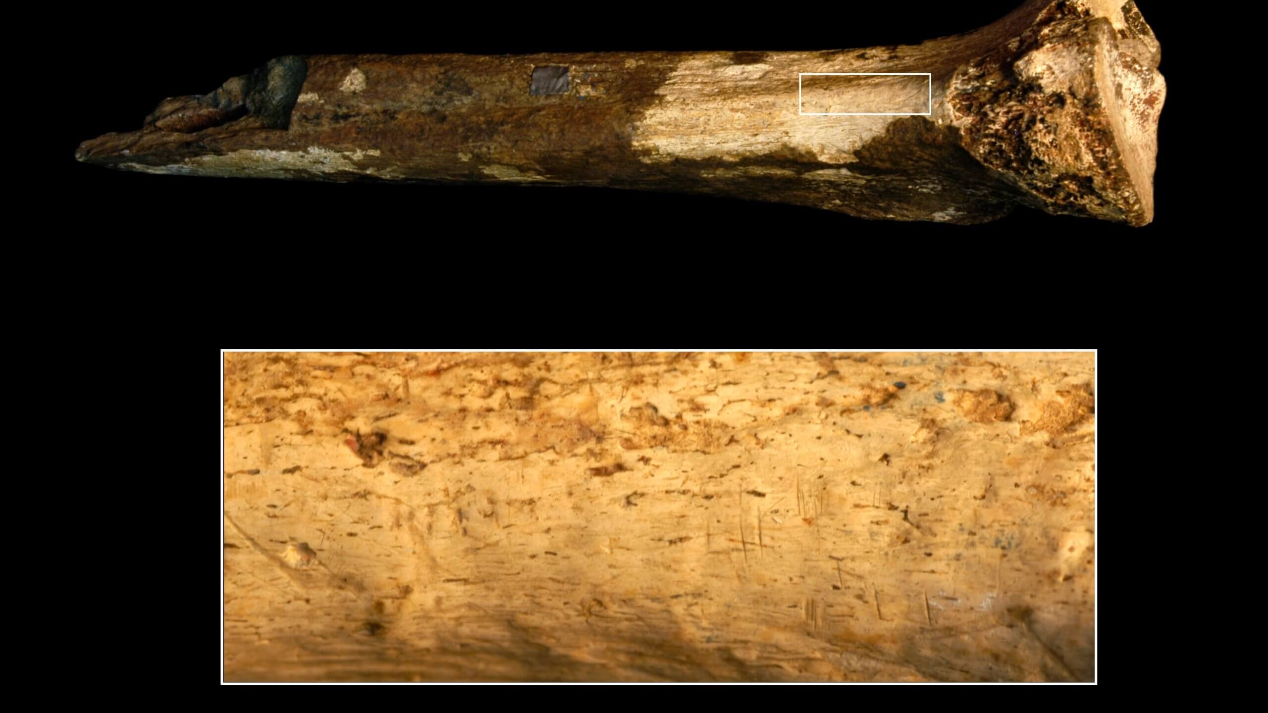 Предки человека использовали каменные орудия для разделки друг друга. Насечки на кости гоминина говорят о том, что его тушу разделывали каменными орудиями. Фото.