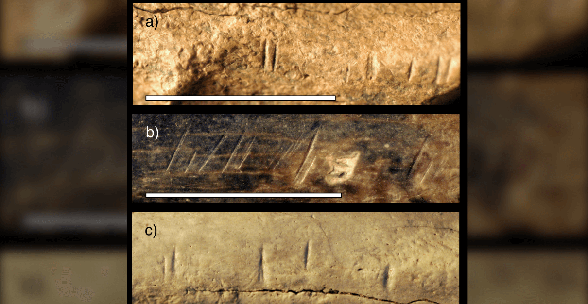 Предки человека использовали каменные орудия для разделки друг друга. Кости животных из того же региона имеют такие же порезы. Фото.