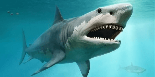 Гигантский вымерший вид акул-убийц был теплокровным. Фото.