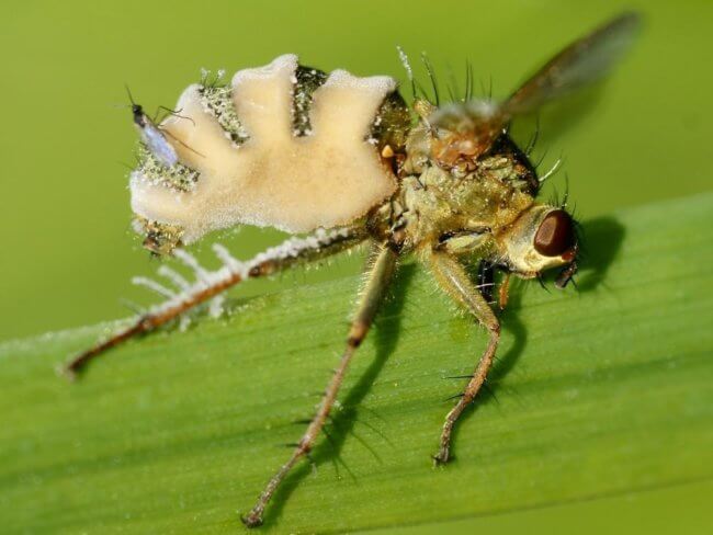 Как грибок зомбирует мух и заставляет выполнять безумные действия. Фото.