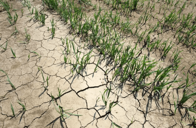 США и Китай останутся без пшеницы — что происходит с посевами зерна. Фото.