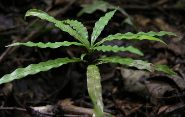 Растение-оборотень: зачем тропическая лиана время от времени превращается в хищника. Фото.