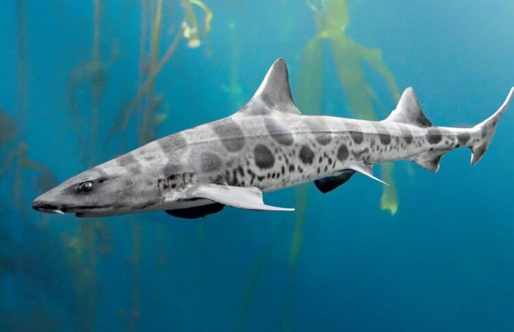 Акулы на курортах Турции. А кошачьих акул можно считать самыми безобидными в своем роде. Фото.