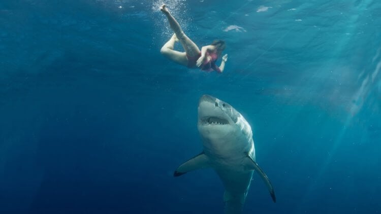 Что делать при нападении акулы. Перед отправкой в отпуск нужно знать, что делать в случае нападения акулы — так, на всякий случай. Фото.
