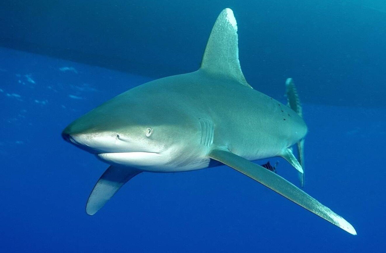 Самые опасные акулы Египта. Длиннокрылая акула получила такое название из-за длинных плавников, которые похожи на крылья. Фото.