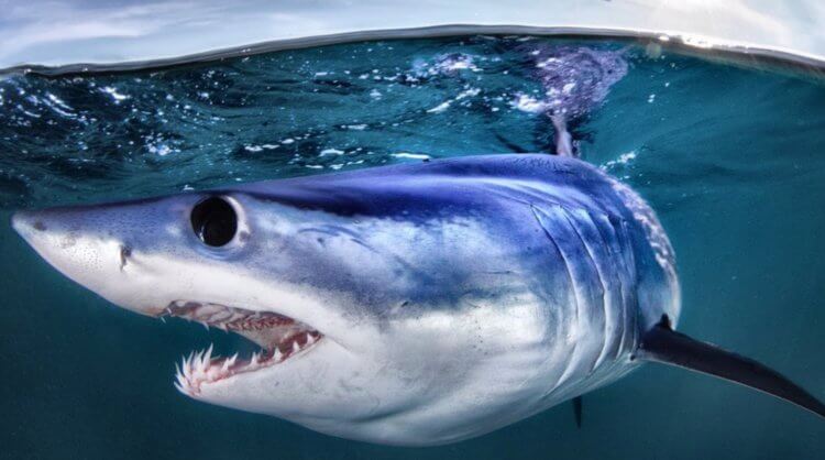 Самые опасные акулы Египта. Акула мако также известна как и чернорылая акула или макрелевая акула. Фото.