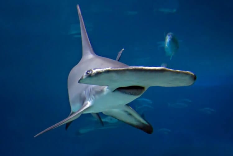 Акулы на курортах Турции. Пожалуй, акула-молот имеет самую необычную форму головы. Фото.