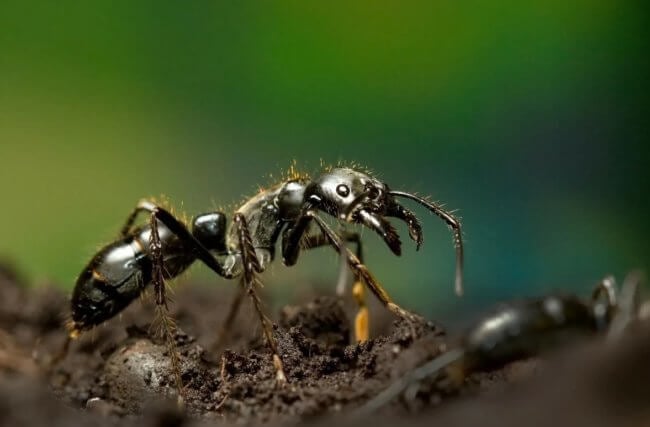 Сколько муравьев живет на Земле — расчеты ученых вас удивят. Фото.