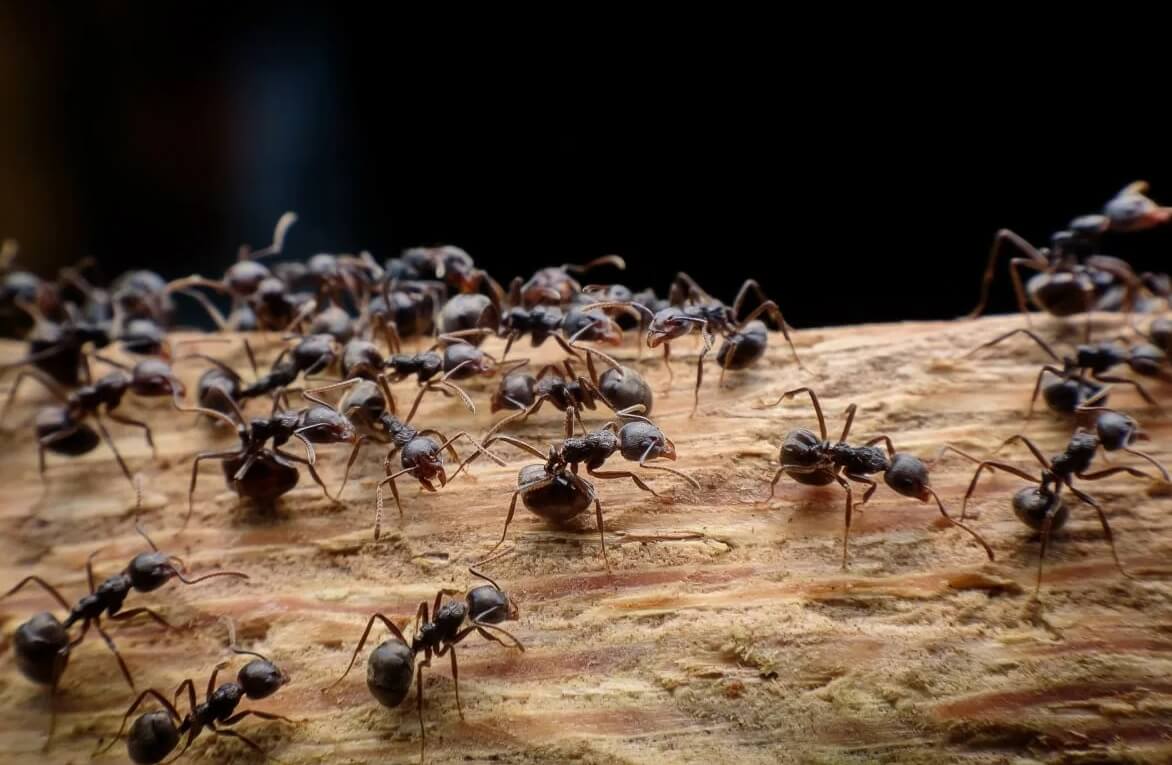 Общее количество муравьев в мире. Большинство муравьев обитает в дикой природе, но есть и те, которые ужились рядом с человеком. Фото.
