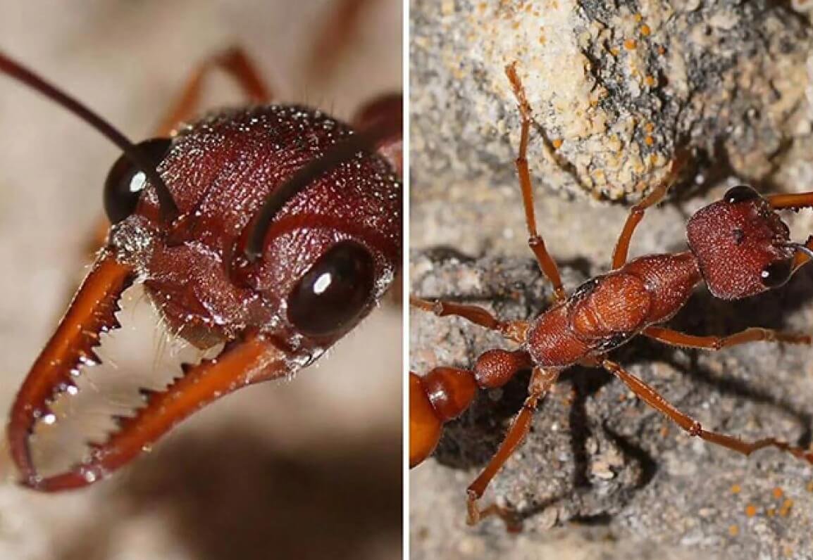 Как ученые считают муравьев. Муравьи-бульдоги представляют опасность для жителей Австралии. Фото.