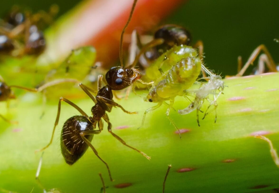Какую пользу и вред приносят муравьи. Садовые муравьи могут как приносить пользу, так и наносить вред. Фото.