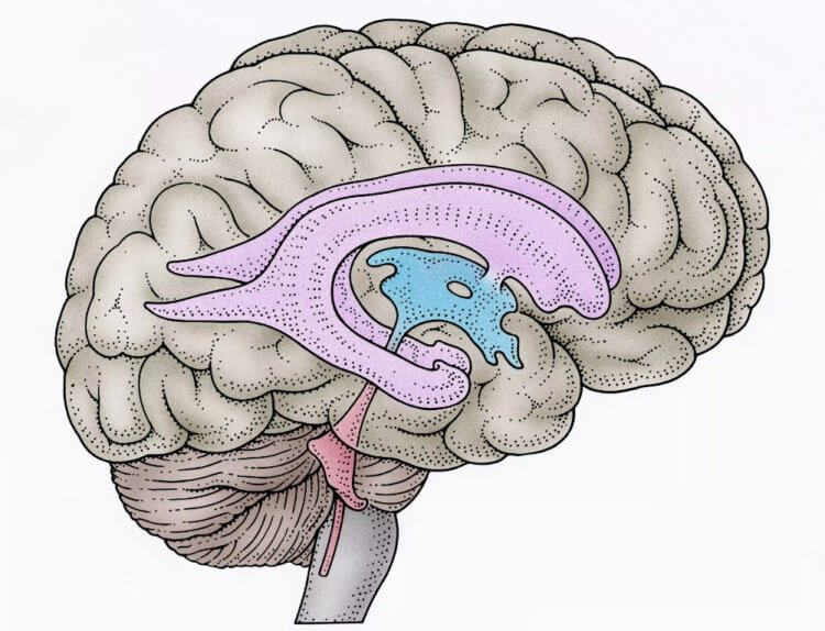 Как полет в космос меняет мозг человека. Желудочки головного мозга человека. Фото.