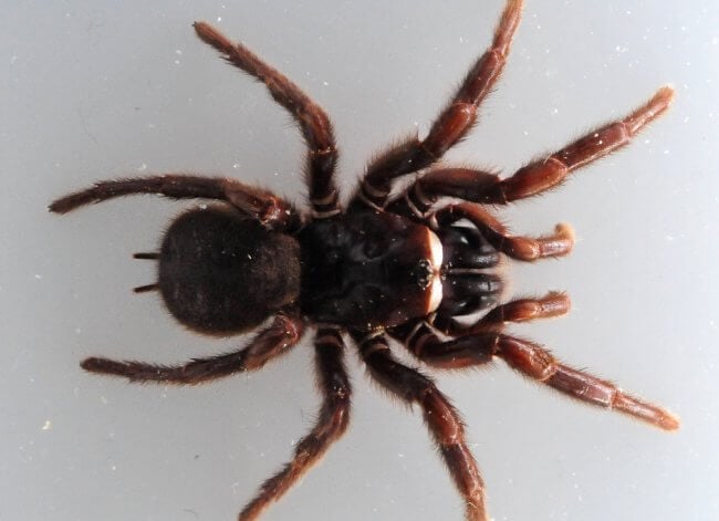 Самый смертоносный паук может менять яд в зависимости от настроения. Фото.