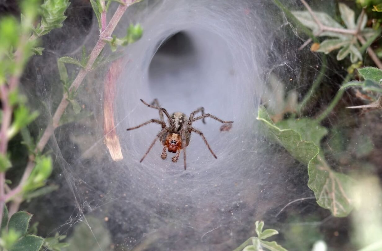 Самые опасные пауки в мире. Ловушка из паутины воронкового паука. Фото.