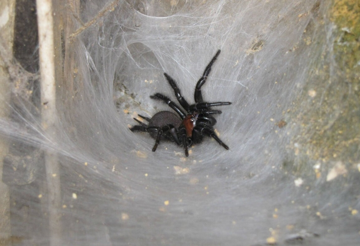 Чем опасен укус воронкового паука. Воронковые пауки считаются агрессивными созданиями, которые преимущественно активны ночью. Фото.