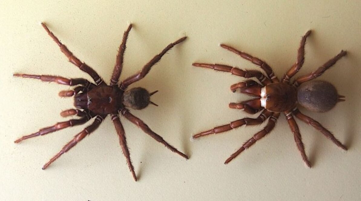 Воронковые пауки меняют состав яда. Воронковые пауки вида Hadronyche valida. Фото.