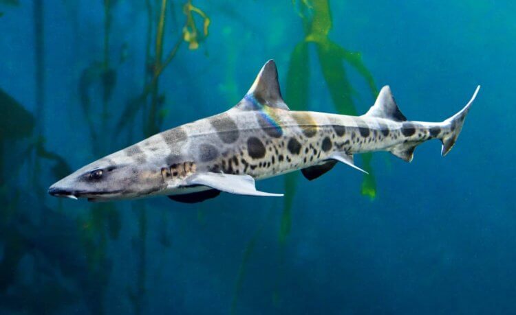Какие акулы есть в Черном море. Полосатая пятнистая акула. Фото.