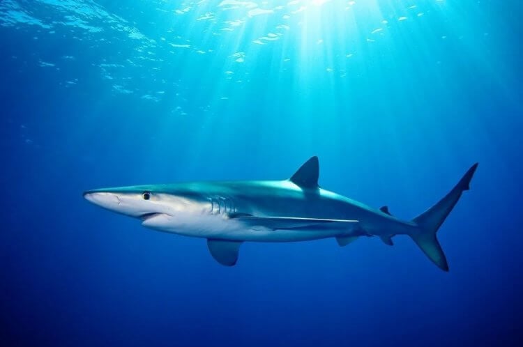 Какие акулы есть в Адриатическом море (Адриатика). Синяя акула. Фото.