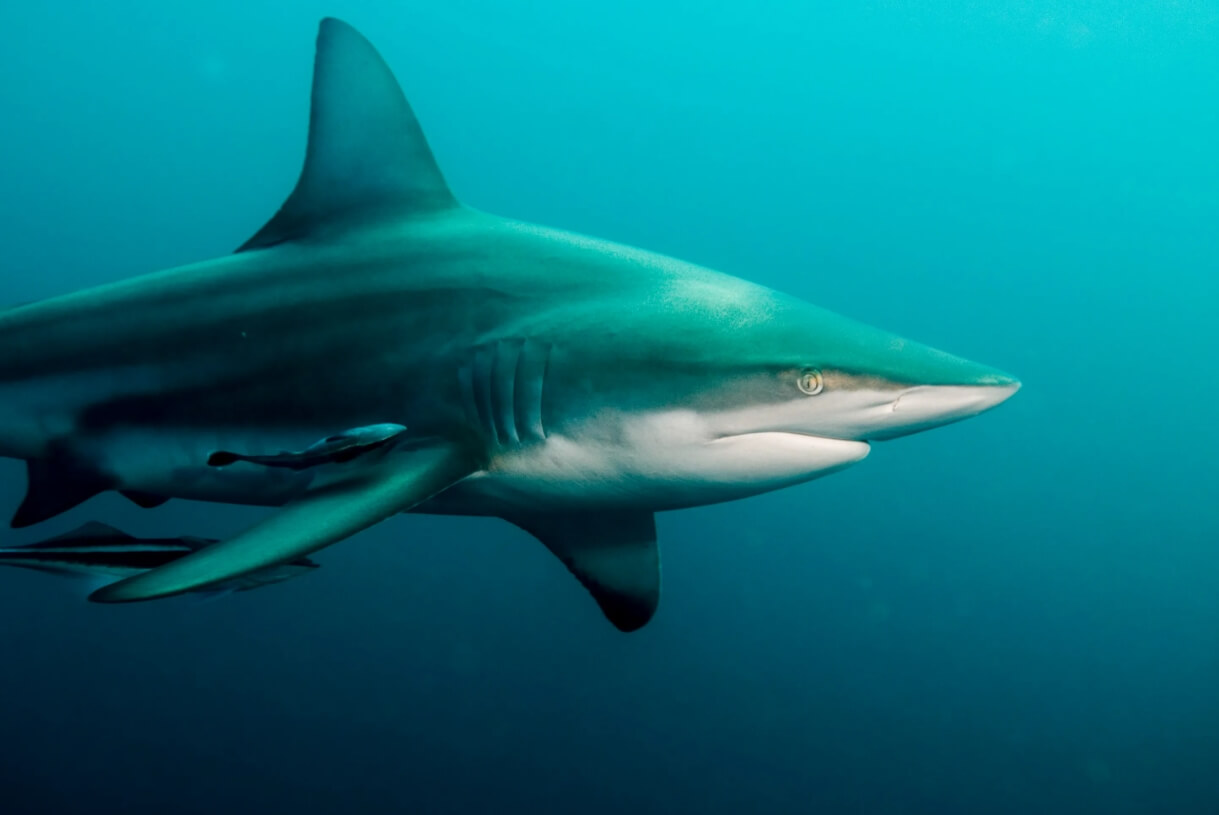 Свиноглазая акула. Фото.