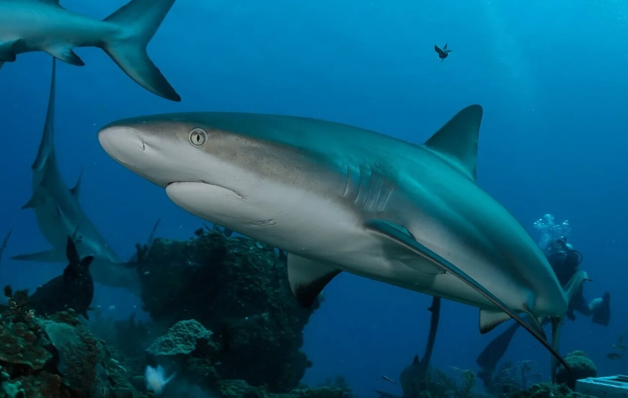 Карибская рифовая акула. Фото.