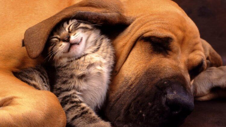 Что снится кошкам и собакам — ученые уже знают ответ. Кошкам и собакам снятся сны — это научно доказанный факт. Фото.
