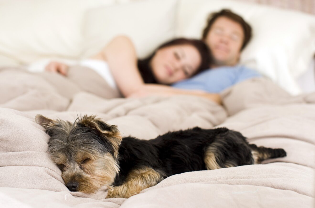 Когда люди и животные видят сны. На медленную фазу должно приходиться 70% всего сна — иначе отдых будет считаться неполноценным. Фото.