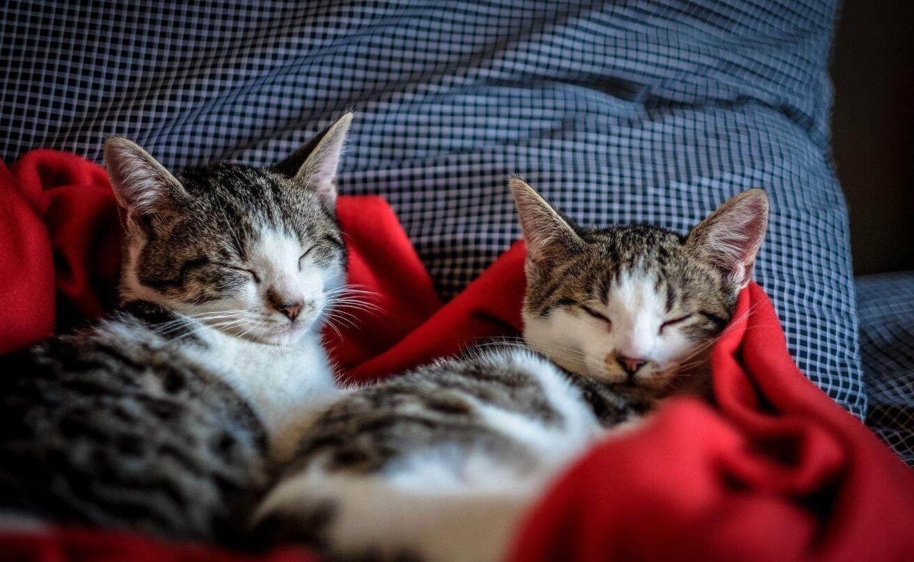 Какие сны видят кошки. Самый милый факт — скорее всего, в своих снах кошки видят своих хозяев. Фото.