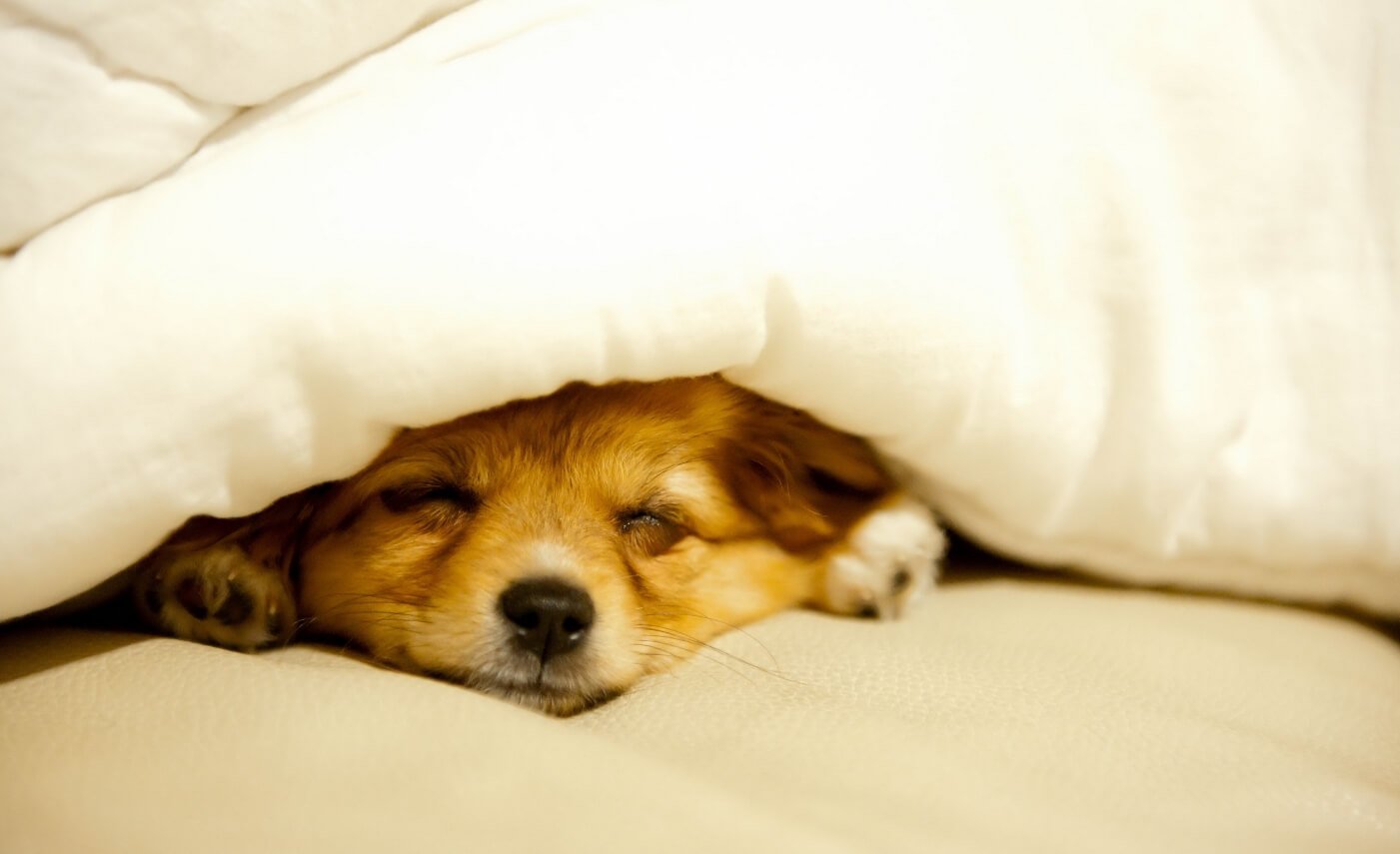 Какие сны видят собаки. Собаки тоже любят поспать — ежедневно они пребывают во сне до 14 часов. Фото.