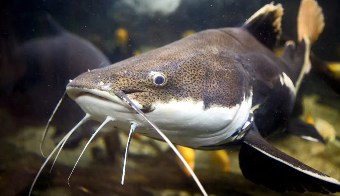 Как выглядит рыба сом. Сома можно легко распознать по наличию усов. Фото.