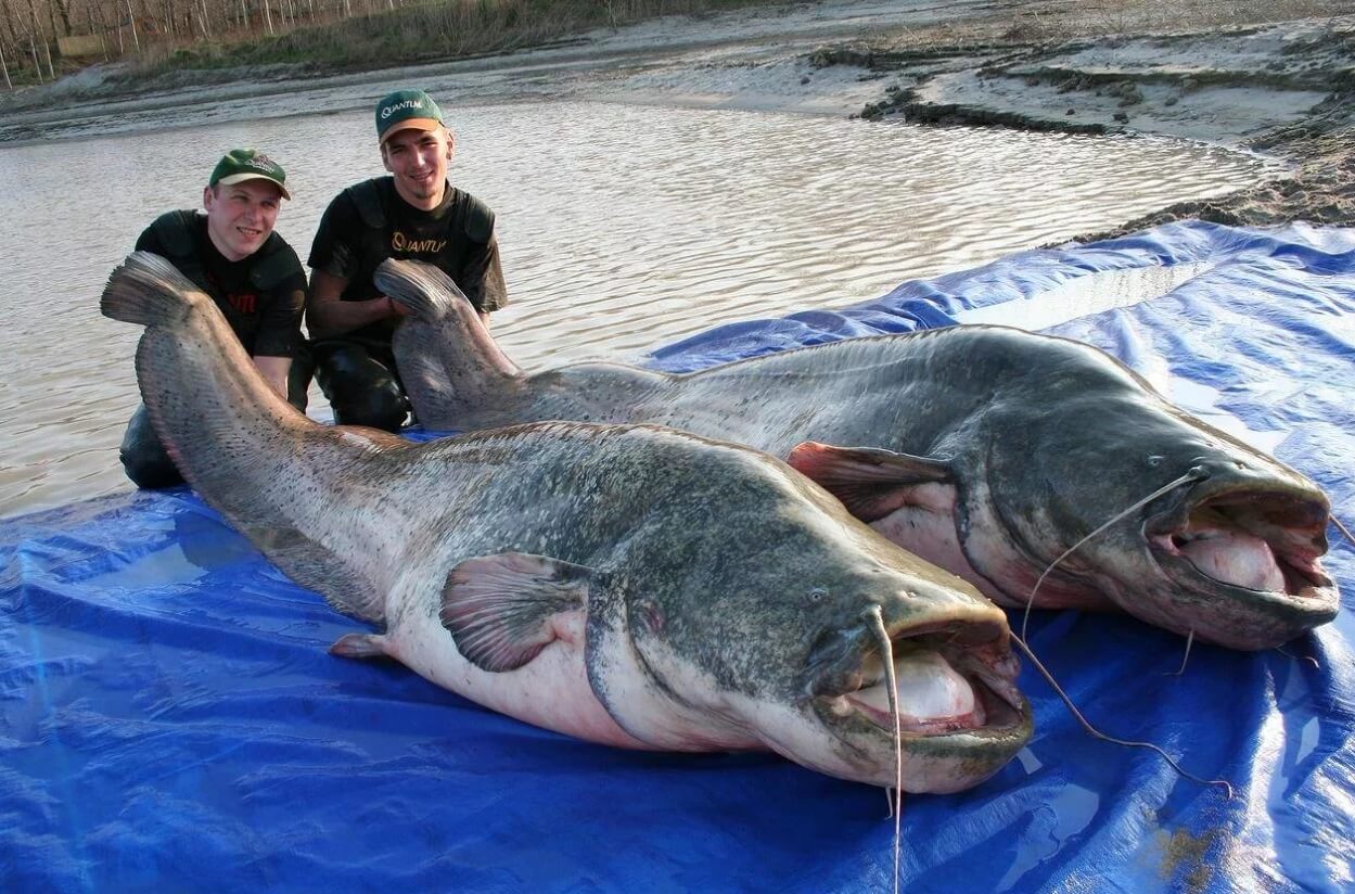 До каких размеров вырастает сом. Рыбаки часто делятся большими уловами. Источник фотографии: nashzelenyimir.ru. Фото.