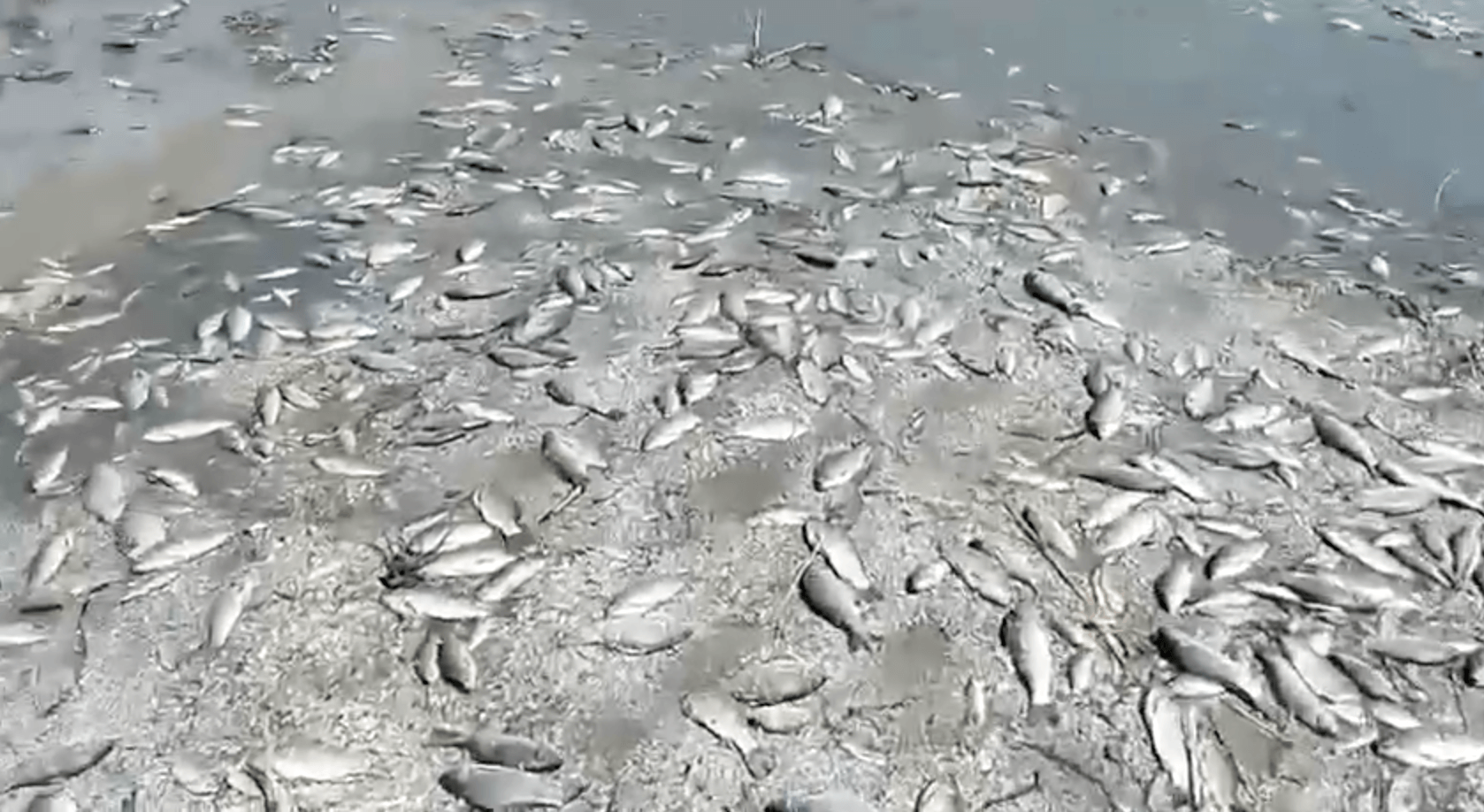 Холера и гепатит. Мертвая рыба на дне каховского моря, из которого ушла вода. Фото.