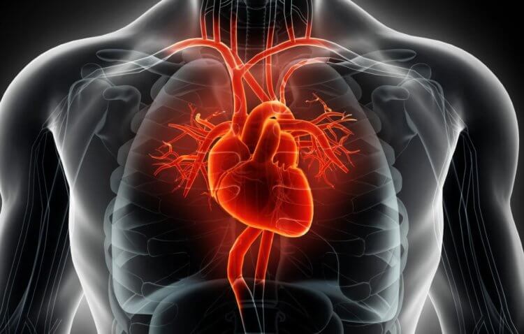 Почему рак сердца такой редкий. Скорее всего, рак сердца очень редок потому, что сердечные клетки плохо растут. Фото.