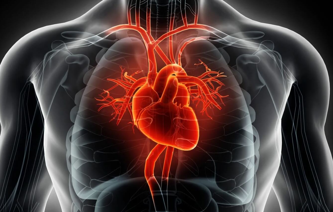 Почему рак сердца такой редкий. Скорее всего, рак сердца очень редок потому, что сердечные клетки плохо растут. Фото.