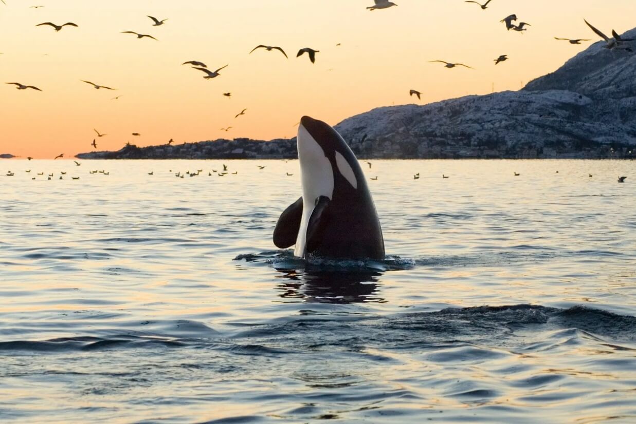 Почему косатки начали нападать на лодки. Косатки опасны — они неспроста переводятся как «killer whale». Фото.