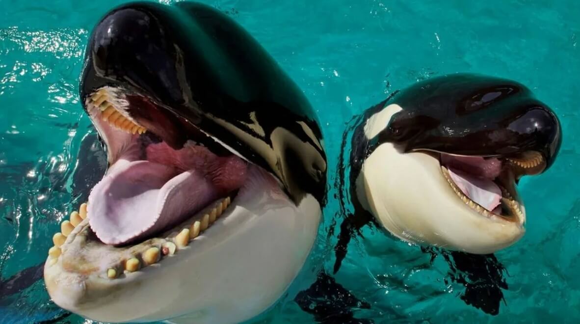 Кто сильнее — косатка или акула. На этой фотографии отчетливо видны зубы косатки. Фото.