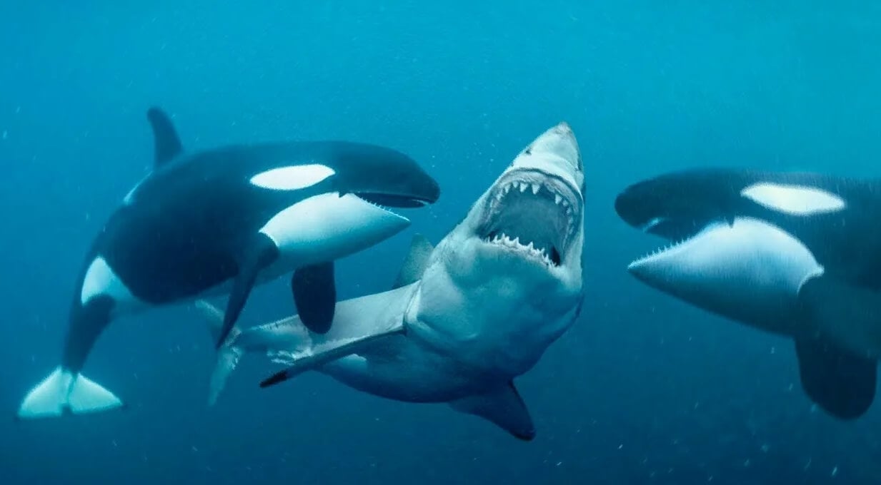 Кто сильнее акула или касатка. Касатка это кит или акула. Касатка Дельфин акула. Акулы и касатки киты. Акула Касатка МЕГАЛОДОН.