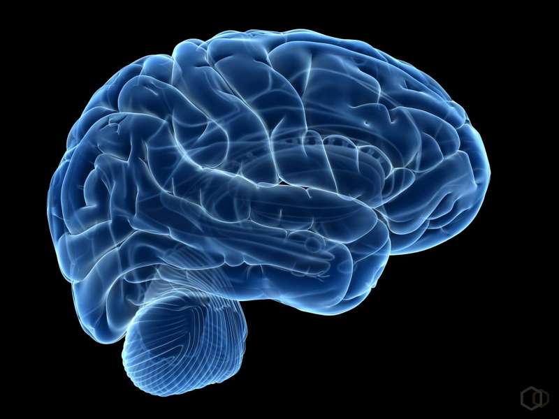 Как алкоголь действует на мозг подростков. Нейроны коры головного мозга влияют на поведение человека и принятие решений. Фото.
