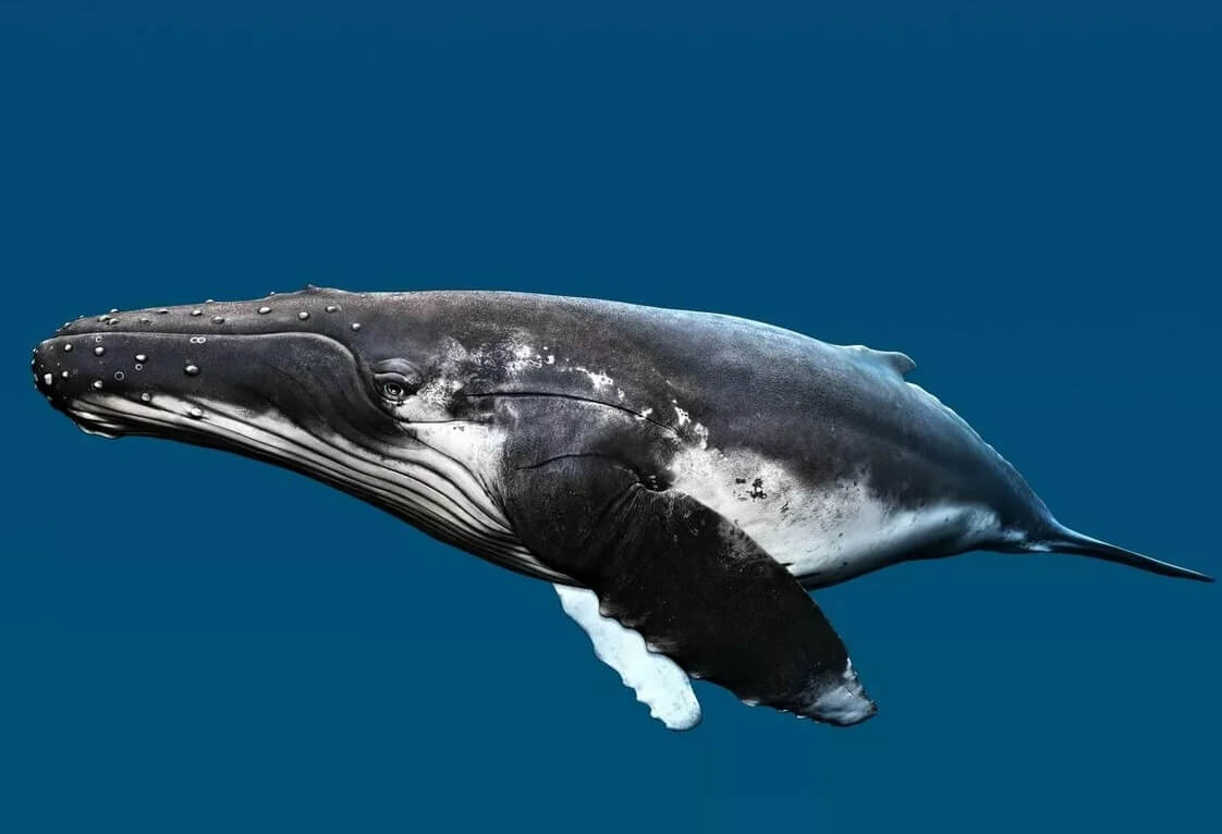 Сколько живет гренландский кит. Гренландские киты очень редкие — на сегодняшний день в мире живет всего лишь около 400 особей. Фото.