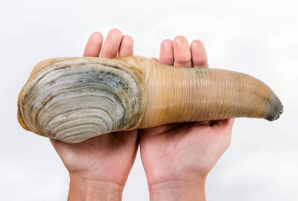 Гуидак — самый долгоживущий моллюск. Моллюск гуидак. Фото.
