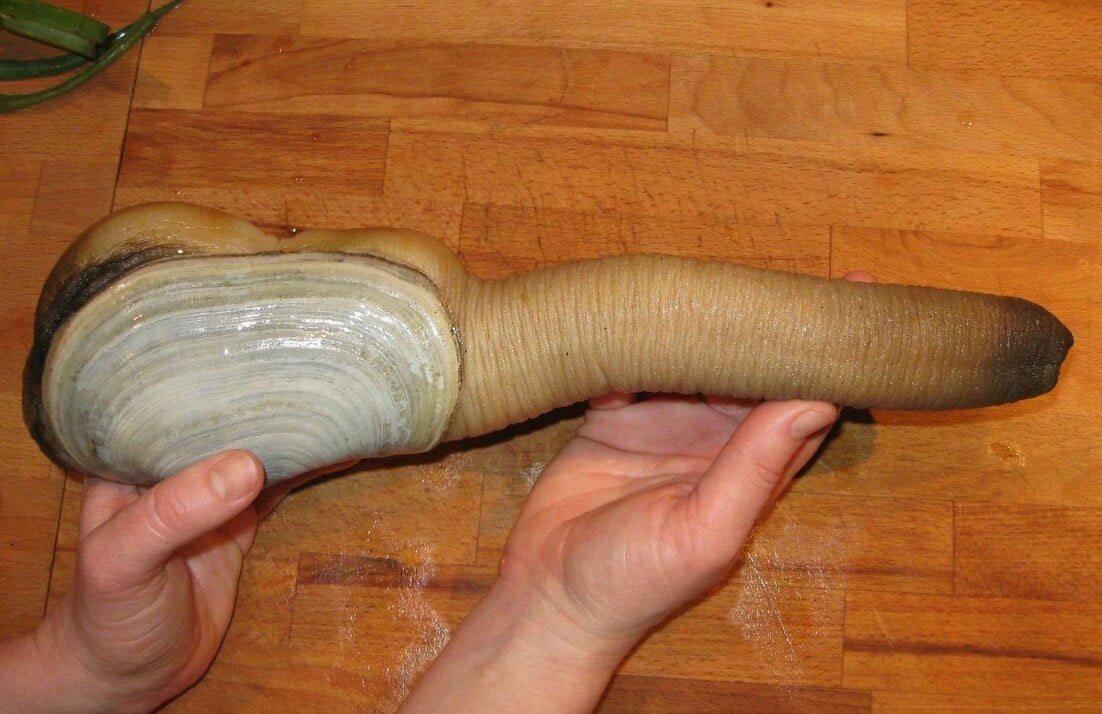 Гуидак — самый долгоживущий моллюск. В некоторых странах эти моллюск употребляются в пищу, но их мясо очень жесткое. Фото.