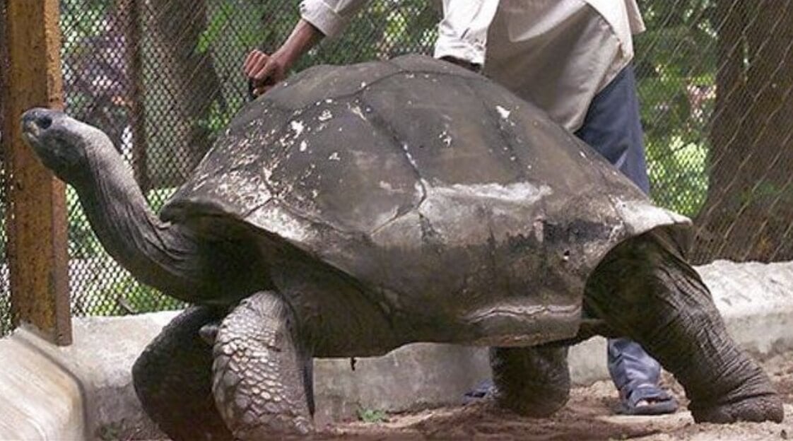 До скольки лет живут гигантские черепахи. Черепаха Адвайта. Фото.
