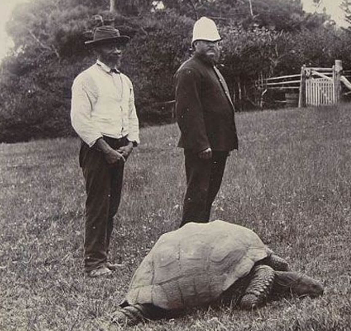 До скольки лет живут гигантские черепахи. Черепаха Джонатан на фотографии примерно 1900 года. Фото.