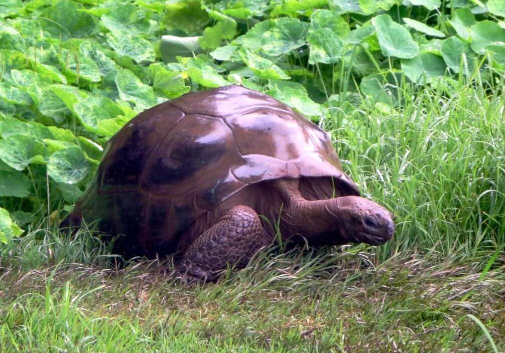 До скольки лет живут гигантские черепахи. Черепаха Джонатан в 2014 году. Фото.