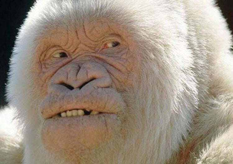 5 животных, которые живут дольше 100 лет — ученые не могут раскрыть их секрет. Некоторые виды обезьян живут до 45 лет, но существуют животные-долгожители. Фото.