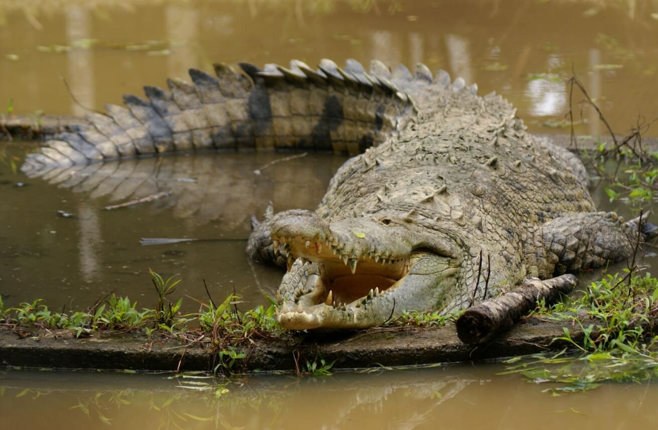 Крокодилы способны к девственному размножению. Острокрылый крокодил. Фото.