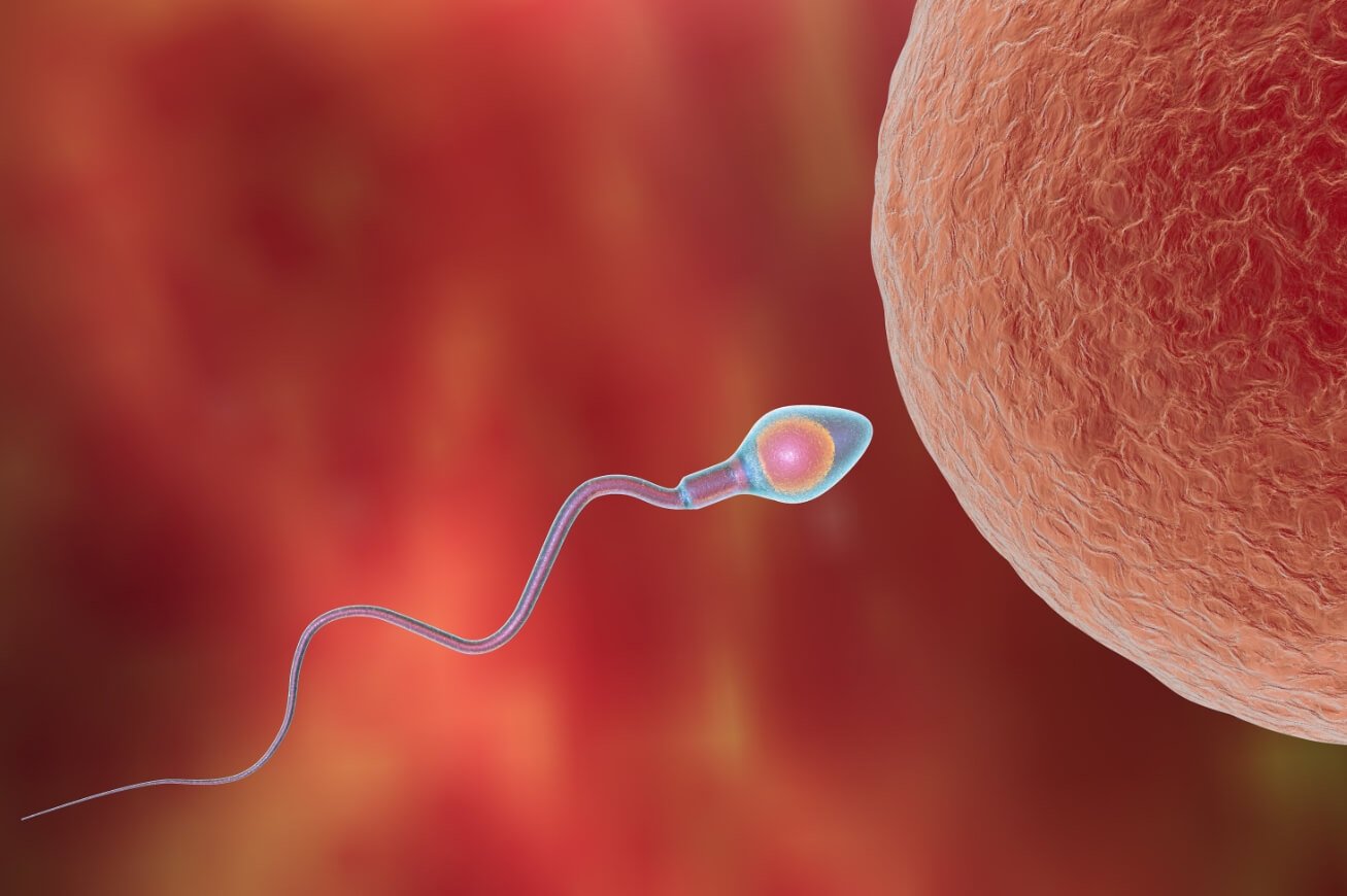 Что такое партеногенез. В партеногенезе участвует только яйцеклетка, для превращения в эмбрион ей не нужен сперматозоид. Фото.