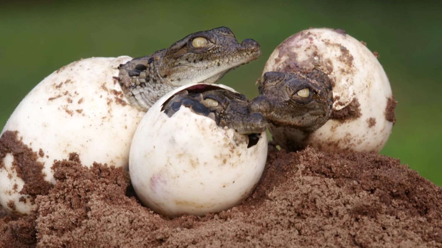 Что такое партеногенез. Пол крокодилов зависит от температуры, в которой находились яйца. Фото.