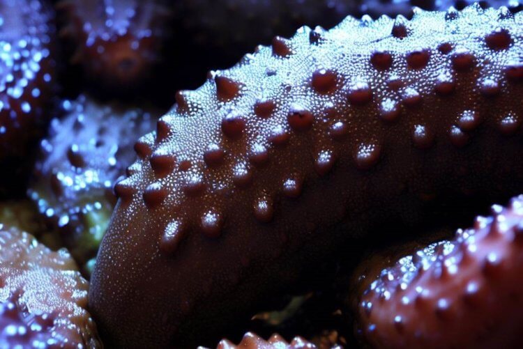 Почему морские огурцы – хорошее средство против сахарного диабета? Морские огурцы являются фильтраторами, питаясь органическим материалом, включая остатки растений и животных. Фото.