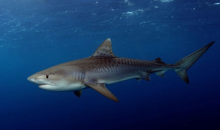 Насколько тигровая акула опасна для человека. Тигровая акула считается одной из самых больших в своем роде. Фото.