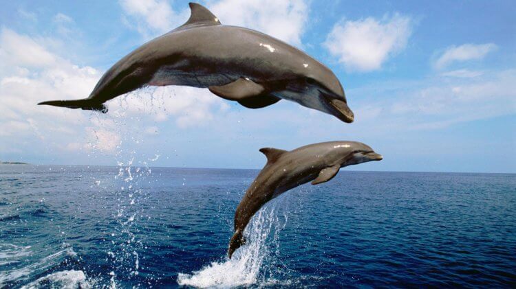 Боевые дельфины и киты-разведчики: как морских животных используют в военных целях